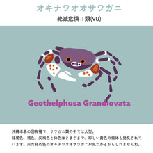 画像をギャラリービューアに読み込む, 【オキナワオオサワガニについて】
絶滅危惧Ⅱ類(VU)
沖縄本島の固有種で、サワガニ類の中では大型。緑褐色、褐色、灰褐色と体色はさまざまで、珍しい黄色の個体も発見されています。未だ見ぬ色のオキナワオオサワガニが見つかるかもしれませんね。
