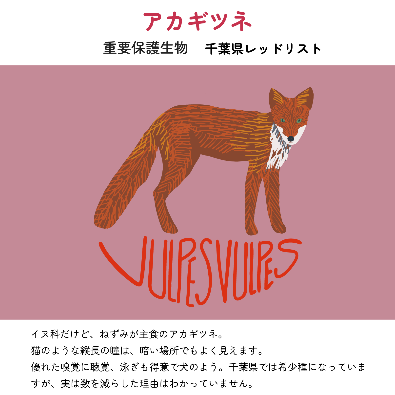 【アカギツネについて】
重要保護生物 千葉県レッドリスト
イヌ科だけど、ねずみが主食のアカギツネ。猫のような縦長の瞳は、暗い場所でもよく見えます。優れた嗅覚に聴覚、泳ぎも得意で犬のよう。千葉県では希少種になっていますが、実は数を減らした理由はわかっていません。