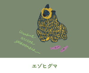 エゾヒグマ