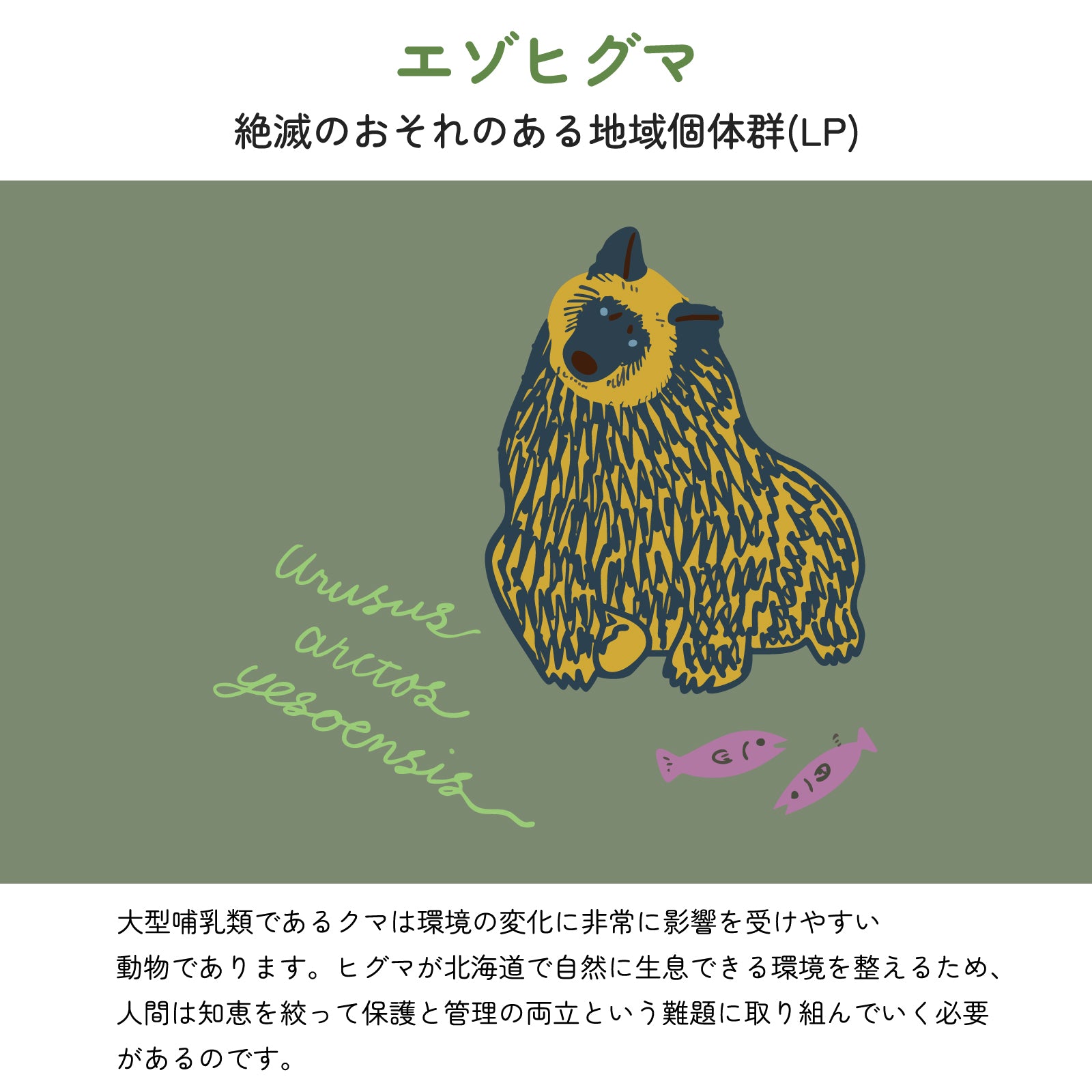 【石狩西部のエゾヒグマについて】
絶滅のおそれのある地域個体群(LP)
2024年度 大型哺乳類であるクマは環境の変化に非常に影響を受けやすい動物であります。ヒグマが北海道で自然に生息できる環境を整えるため、人間は知恵を絞って保護と管理の両立という難題に取り組んでいく必要があるのです。