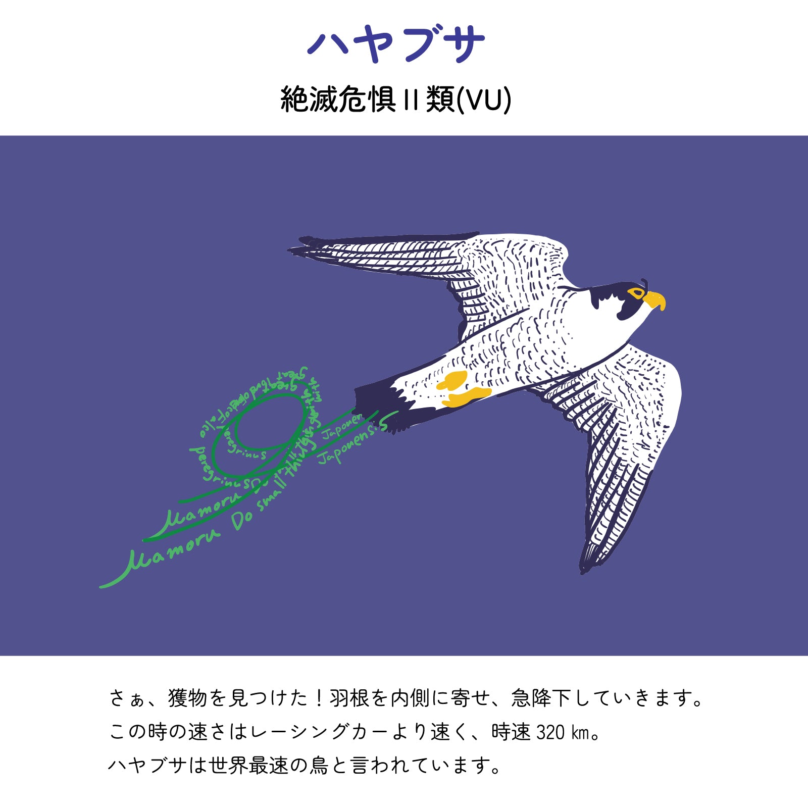 【ハヤブサについて】
絶滅危惧Ⅱ類(VU)
さぁ、獲物を見つけた！羽根を内側に寄せ、急降下していきます。この時の速さはレーシングカーより速く、時速320㎞。ハヤブサは世界最速の鳥と言われています。