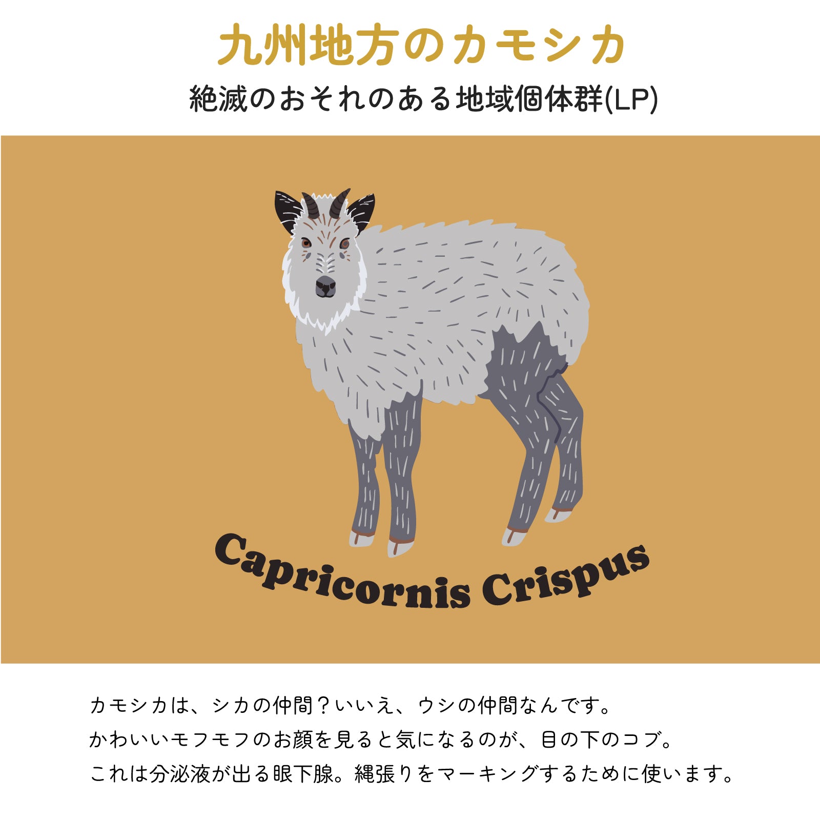 九州地方のカモシカ　絶滅のおそれのある地域個体群