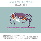 【オキナワオオサワガニについて】
絶滅危惧Ⅱ類(VU)
沖縄本島の固有種で、サワガニ類の中では大型。緑褐色、褐色、灰褐色と体色はさまざまで、珍しい黄色の個体も発見されています。未だ見ぬ色のオキナワオオサワガニが見つかるかもしれませんね。