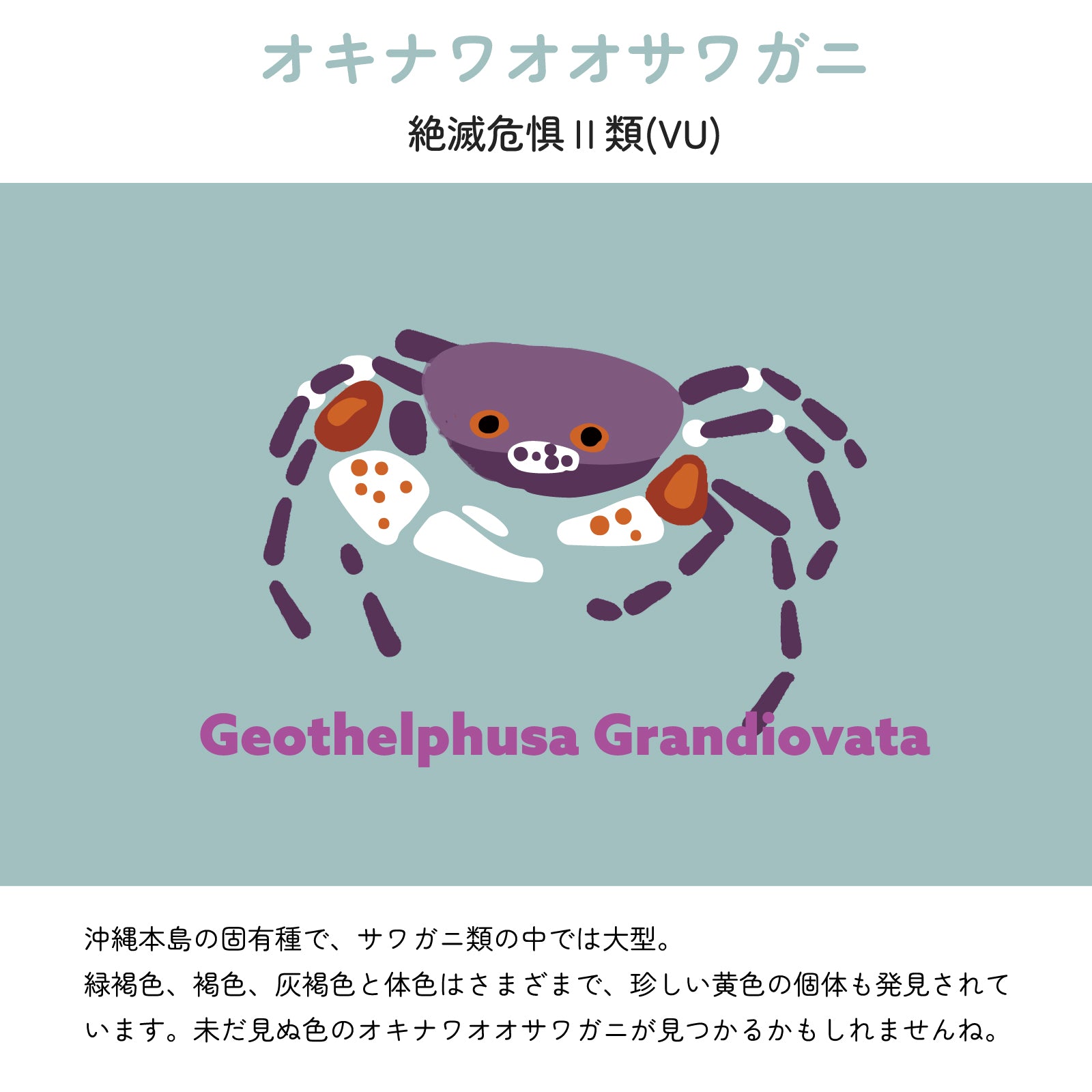 【オキナワオオサワガニについて】
絶滅危惧Ⅱ類(VU)
沖縄本島の固有種で、サワガニ類の中では大型。緑褐色、褐色、灰褐色と体色はさまざまで、珍しい黄色の個体も発見されています。未だ見ぬ色のオキナワオオサワガニが見つかるかもしれませんね。