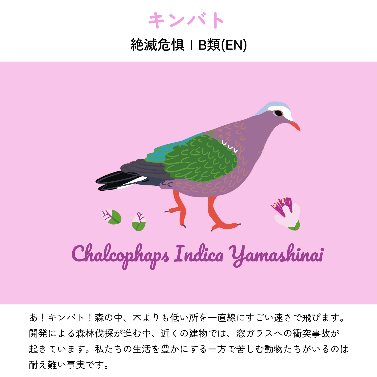 【キンバトについて】
絶滅危惧ⅠB類(EN)
あ！キンバト！森の中、木よりも低い所を一直線にすごい速さで飛びます。開発による森林伐採が進む中、近くの建物では、窓ガラスへの衝突事故が起きています。私たちの生活を豊かにする一方で苦しむ動物たちがいるのは耐え難い事実です。