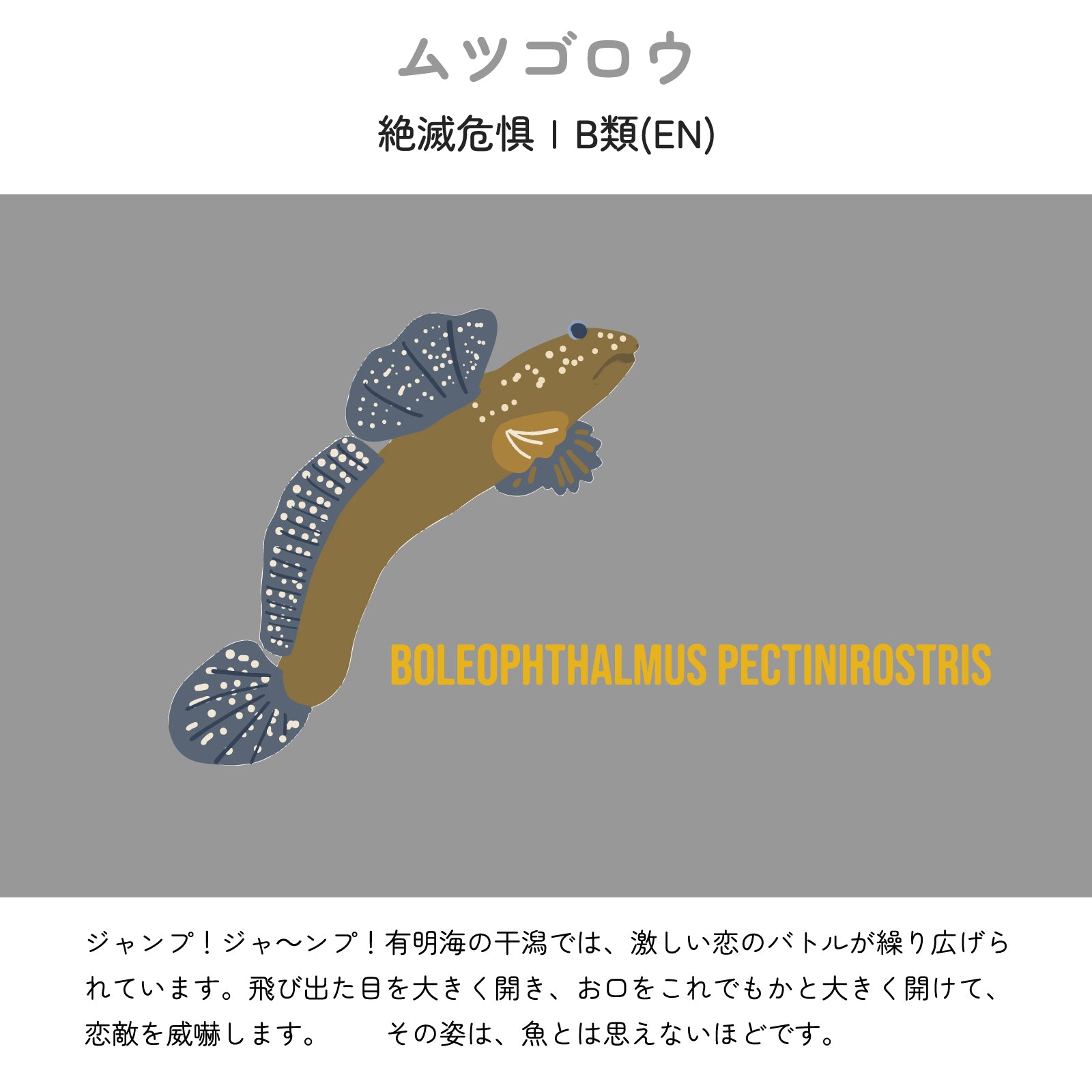 【ムツゴロウについて】
絶滅危惧ⅠB類(EN)
ジャンプ！ジャ～ンプ！有明海の干潟では、激しい恋のバトルが繰り広げられています。飛び出た目を大きく開き、お口をこれでもかと大きく開けて、恋敵を威嚇します。その姿は、魚とは思えないほどです。