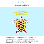 【タイマイについて】
絶滅危惧ⅠB類(EN)
べっ甲製品の材料となる甲羅を狙われ、乱獲されたタイマイ。日本には世界最大のべっ甲消費国だった歴史があります。“美しいから獲りたい”から始まった人間のわがままが、今もなお、密輸と方法を変えて続いていることに心が傷みます。