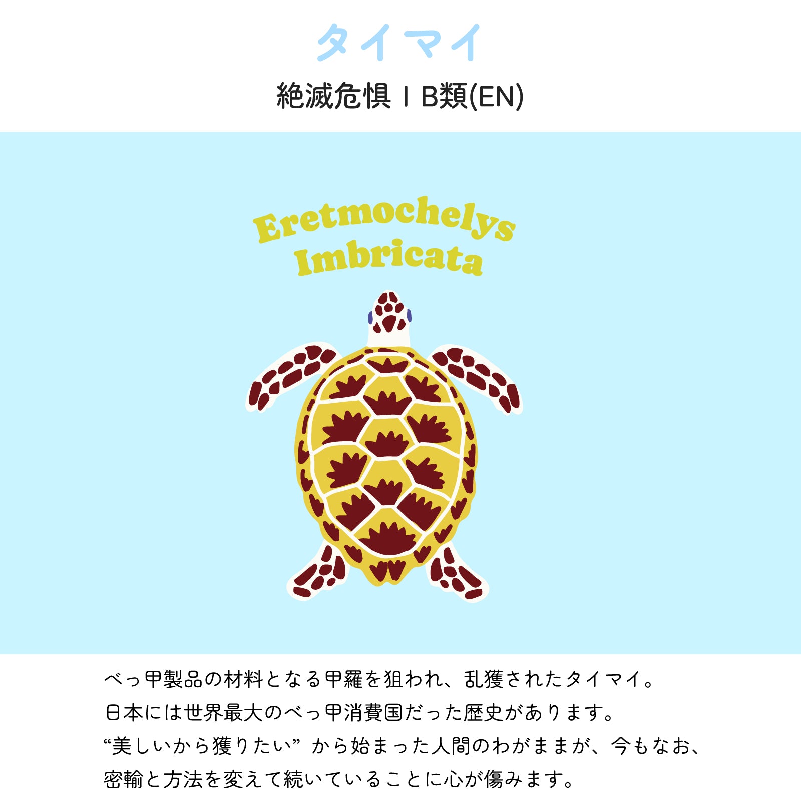 【タイマイについて】
絶滅危惧ⅠB類(EN)
べっ甲製品の材料となる甲羅を狙われ、乱獲されたタイマイ。日本には世界最大のべっ甲消費国だった歴史があります。“美しいから獲りたい”から始まった人間のわがままが、今もなお、密輸と方法を変えて続いていることに心が傷みます。